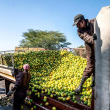 남아공 과일재배농가, 대 중국 수출량 증가로 ‘방긋’