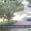 베이징 야생동물원, 호랑이가 관람객 습격해 2명 사상[동영상]